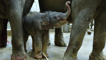 Smutné zprávy z pražské zoo: Nejmladší slůně Amalee zabil herpes virus