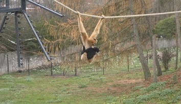 Giboni v ústecké zoo si zvykají na nový výběh. Některým to trvá měsíce