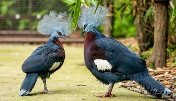 Ostravská zoo odchovala vzácné mládě. Podařilo se to úplně poprvé
