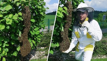 Pokud přiletí roj včel, čekejte a volejte včelaře. Zásah hasičů znamená smrt