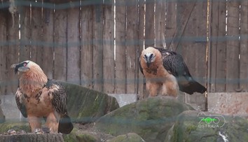 Ostravská zoo vypustí do volné přírody dalšího orlosupa