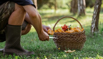 Houbařením se dá pořádně zbohatnout. Lidé si v lese vydělají i desetitisíce korun