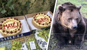 Pohádkoví medvědi slavili 20 let! Jsou líní a Kuba trochu alkoholik