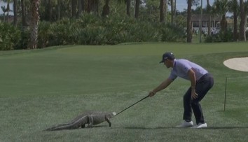 Nechtěná návštěva na golfu. Na greenu se objevil aligátor, hráč ho zahnal