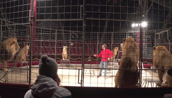Konec cirkusů v Brně? Lidé se v anketě vyjádřili jasně