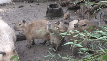 V pražské zoo se narodila mláďata kapybary. Budou k vidění jen pár měsíců