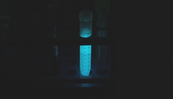 Vědci z Brna hlásí unikátní objev. V laboratoři si svítí díky krevetám