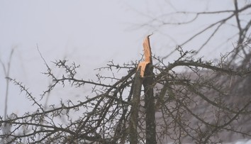 Námraza zlámala stromy v Krušných horách. Tohle jsme nezažili, tvrdí lidé