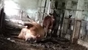 Horor v kravíně: Mrtvé zvíře leželo vedle ostatních, lidé si stěžují!