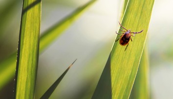 Po dešti můžete chytit klíště i ve městě. Hygienici vydali varování