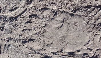 Foto jako důkaz: Uznávaný šerpa ukázal stopu Yettiho