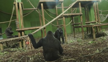 Jak Moja změnila chov goril v Česku? Chovatel prozradil šokující detaily