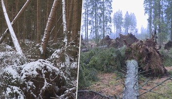 Vstup zakázán. Po vichřici Sabina hrozí pády stromů, do lesů se nesmí