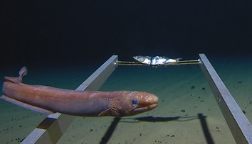 V ponorce se vydal na nejhlubší místo oceánu! Tohle objevil na dně