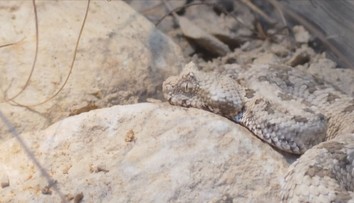 Plzeňská zoo odchovala vzácnou zmiji. Její ocas připomíná pavouka