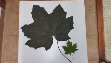 Na Jihlavsku našli extrémně velký list javoru. Zapsal se do knihy rekordů