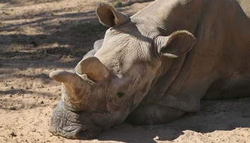 Pytláci zastřelili ve francouzské ZOO nosorožce a uřízli mu roh!