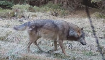 Zlínsko terorizují vlci. Na svědomí už mají desítky ovcí