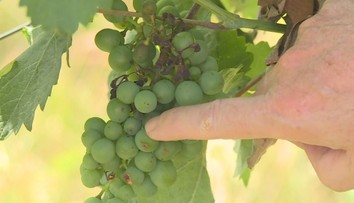 Letošní víno bude kvalitní. Hroznům prospělo deštivé léto, chlubí se vinaři
