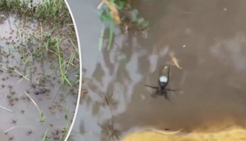 Austrálii sužují obří záplavy. Velká voda vyhání ze země tisíce pavouků