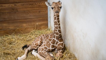 Zoo Dvůr Králové slaví! Po 12 letech se tam narodila ohrožená žirafa síťovaná