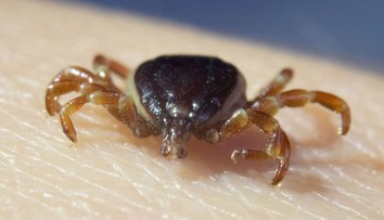MAPY: Pozor při výletu do přírody. Mimořádné ohrožení kvůli klíšťatům i pylu