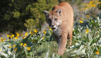 V Dolním Slezsku se má pohybovat puma. Nepřibližujte se k ní, varuje úřad
