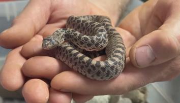 V brněnské zoo se vylíhla mláďata vzácného hada. Při ohrožení vydává překvapivý zvuk