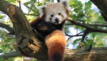 Panda v Olomouci utekla z výběhu a vylezla na strom. Dolů ji dostali až hasiči