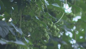 Pivo v ohrožení! Část letošní sklizně chmelu je kvůli bouřkám zničená