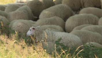 Farmáři objevili na Šumpersku zastřelená jehňata. Pachateli hrozí vězení
