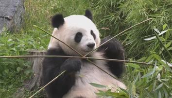 Berlínská zoo slaví narození pandích dvojčat. Pohlaví se zatím určit nedá