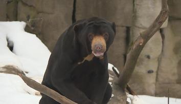 Zvířata kvůli zavřeným zoologickým zahradám strádají. Chybí jim lidi