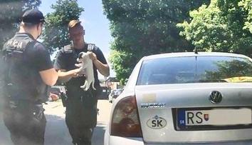 V rozpáleném autě ležel malátný pes. Policie musela při záchraně rozbít okno
