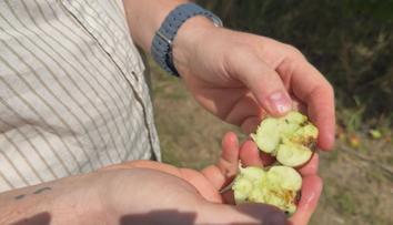 Počasí poničilo farmářům úrodu. Někteří hlásí i statisícové škody