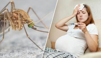 Mohou virus zika přenášet běžní komáři? Vědci mají konečně jasno