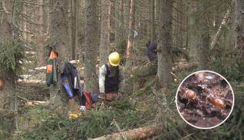 Stop další kůrovcové kalamitě. Ministerstvo rozšiřuje červené zóny