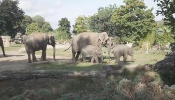 Volný vstup pro ukrajinské uprchlíky do pražské zoo končí. Budou platit běžné ceny