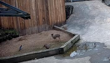 Nezvaná návštěva v pražské zoo. Nejmenší antilopy světa si s ní hravě poradily