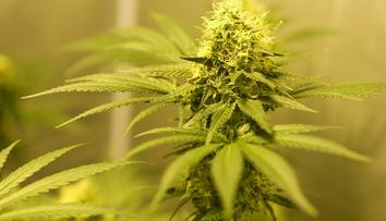 Marihuana dokáže zastavit virus HIV, tvrdí vědci