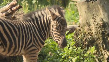 Nový přírůstek v jihlavské zoo: Vzácná zebra porodila mládě