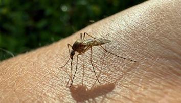 Ľudmilu štípl komár. O pár dní později měla na noze otevřenou ránu