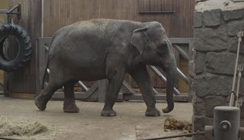 Samec slona z ostravské zoo už se zabydluje ve Francii. Přeprava trvala půl roku