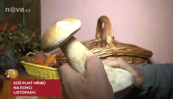 Houby v listopadu? V lese na Pardubicku nasbírali plný košík!
