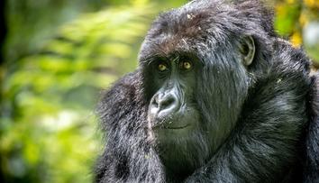 Nepochopitelný čin v zoo. Jeden z návštěvníků napadl gorilu, házel po ní věci