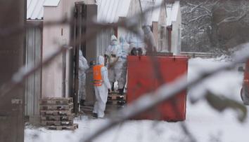 Hasiči likvidují další ohnisko ptačí chřipky. Utraceno má být 23 000 kachen