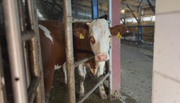 Veterináři podali trestní oznámení na velkochov. Uhynout mělo na 300 krav