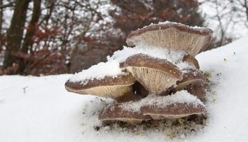 Adventní houbaření. Chutné houby v lese najdete i nyní