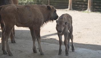 Olomoucká zoo má důvod k radosti. Narodila se tam dvě zubří mláďata