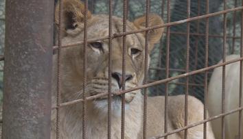 Táborská zoo chystá záchranné zařízení pro lvy. Pomůže zabaveným šelmám
